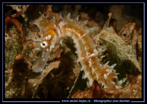 A nice Enocounter with this Hippo in the Red Sea... Que d... by Michel Lonfat 